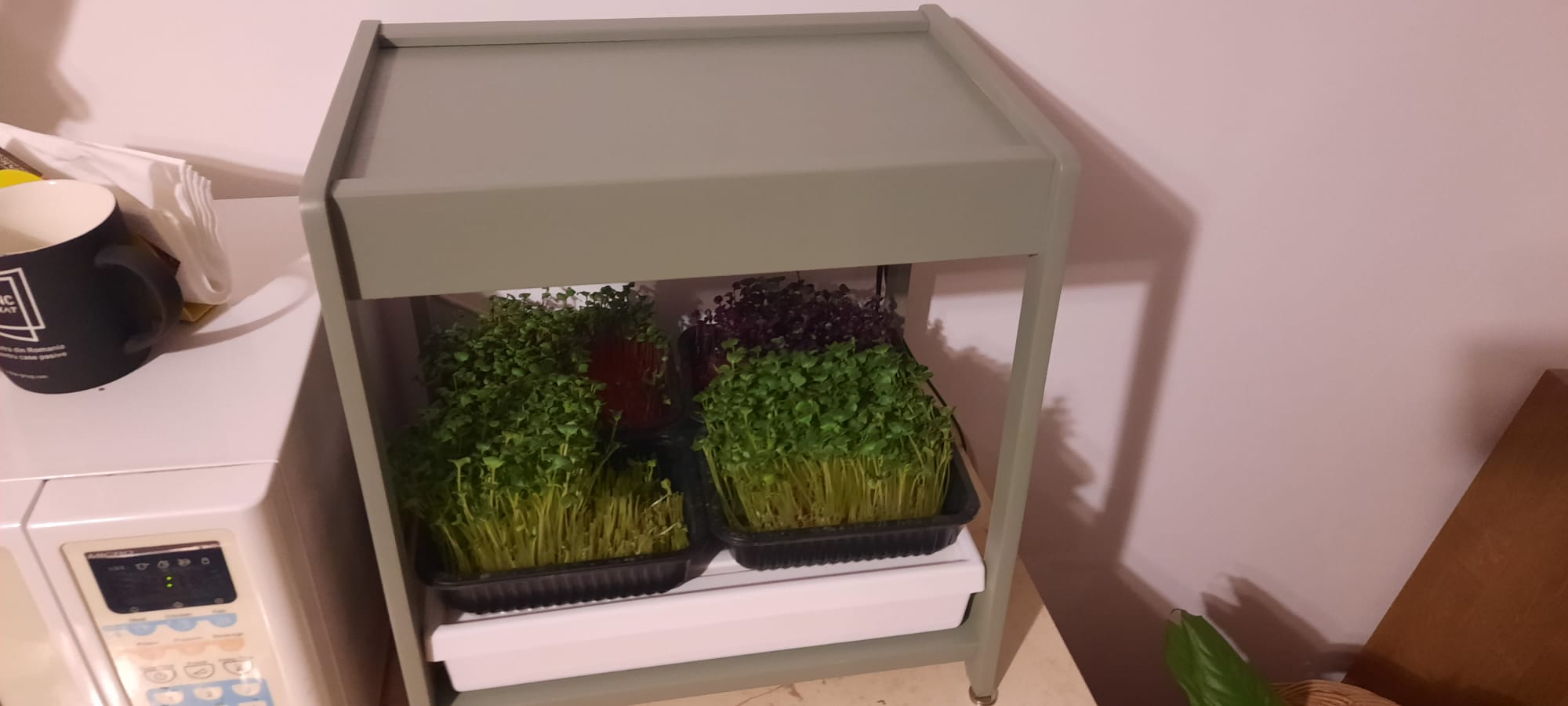 Statie crestere microplante